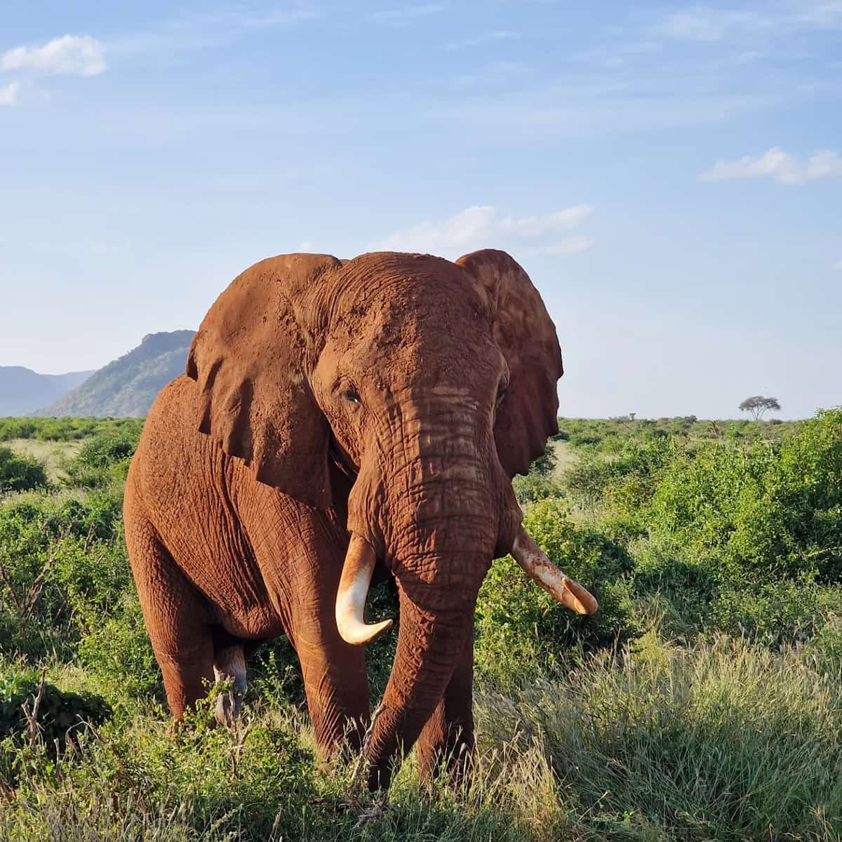 Tsavo National Park, Kenya Tsavo National Park, Kenya