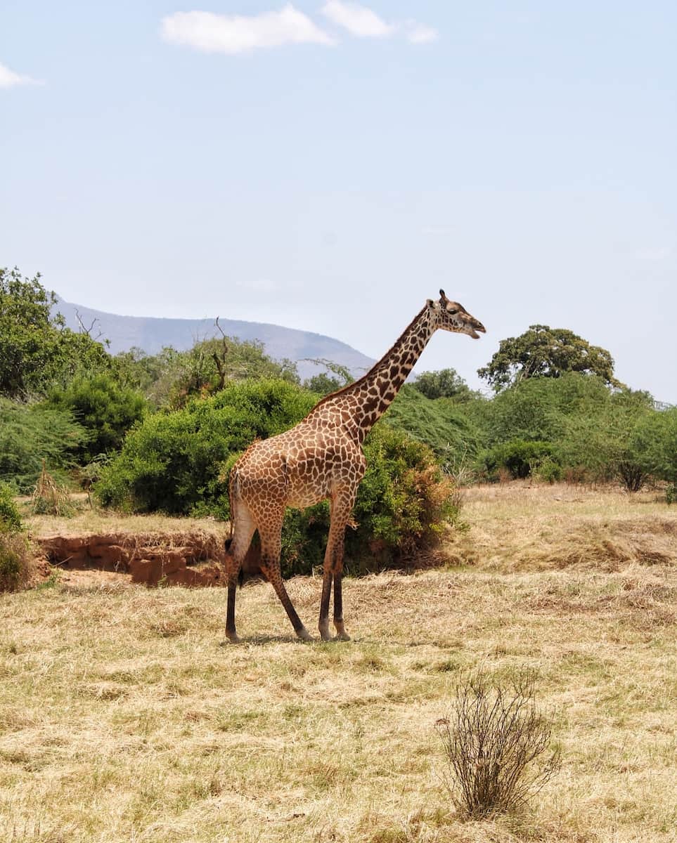 Tsavo National Park, Kenya Tsavo National Park, Kenya