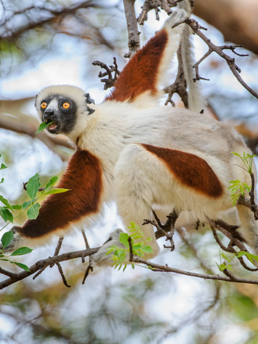 Andasibe-Mantadia National Park, Madagascar Andasibe-Mantadia National Park, Madagascar