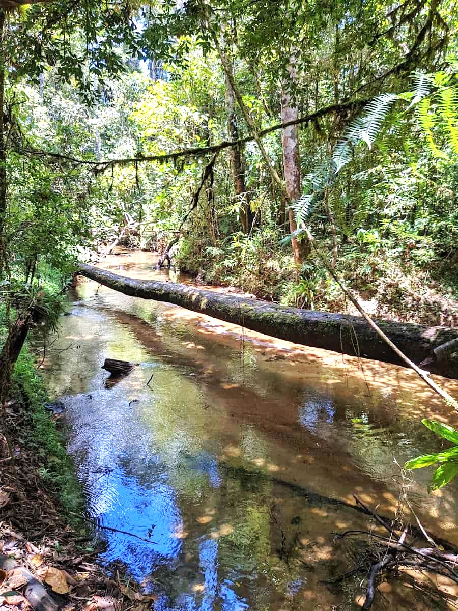 Andasibe-Mantadia National Park, Madagascar Andasibe-Mantadia National Park, Madagascar