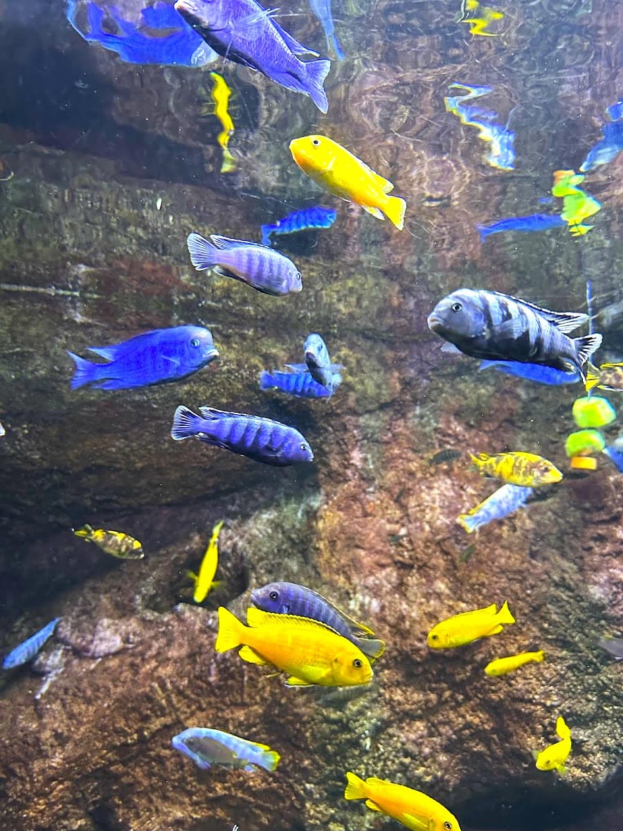 Aquarium River of Zaragoza, Zaragoza Aquarium River of Zaragoza, Zaragoza