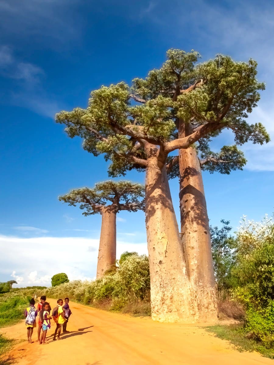 Baobab Avenue, Morondava, Madagascar Baobab Avenue, Morondava, Madagascar