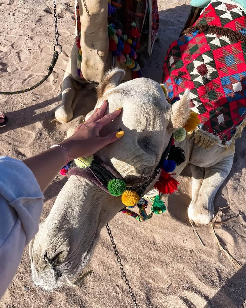 Camel Desert Ride, Marsa Alam Camel Desert Ride, Marsa Alam