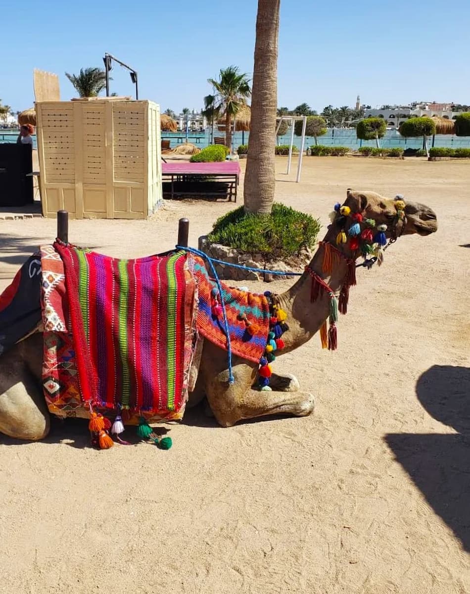Camel Desert Ride, Marsa Alam Camel Desert Ride, Marsa Alam