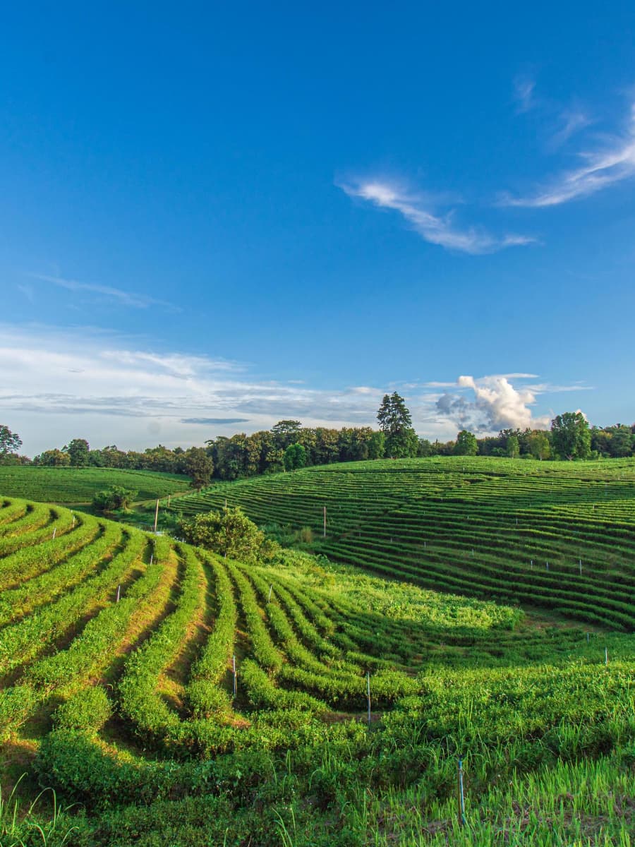 Choui Fong Tea Plantation, Chiang Rai Choui Fong Tea Plantation, Chiang Rai