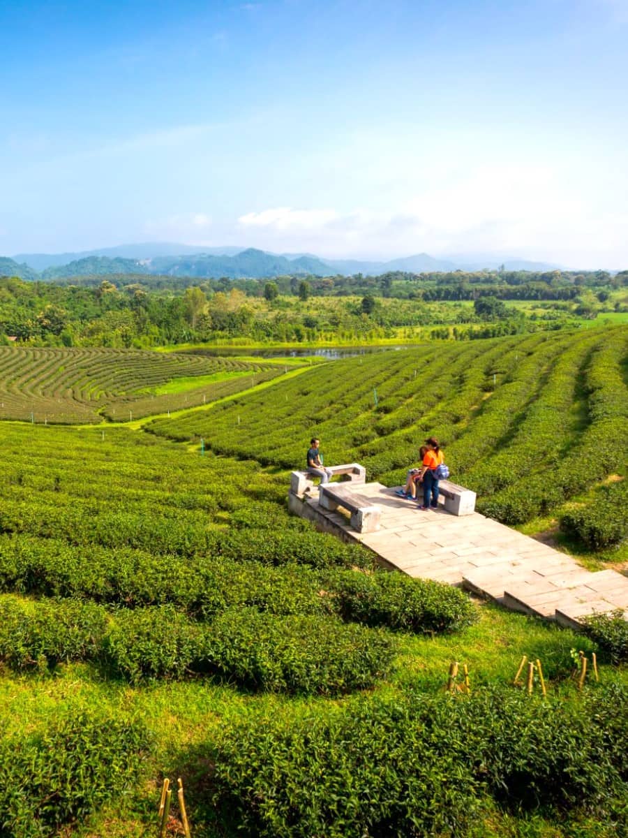 Choui Fong Tea Plantation, Chiang Rai Choui Fong Tea Plantation, Chiang Rai