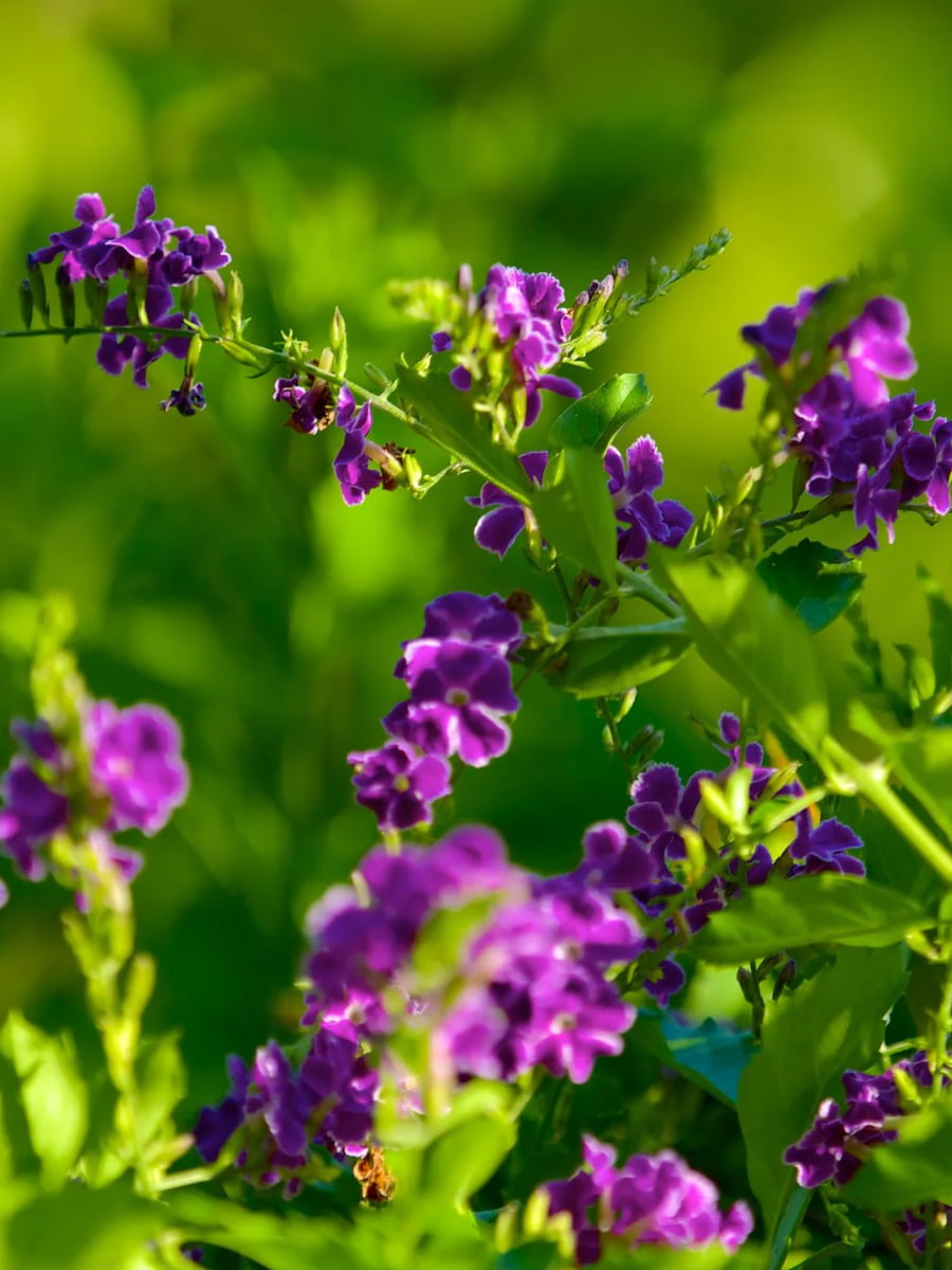 Darwin Botanic Gardens, Darwin, NT Darwin Botanic Gardens, Darwin, NT