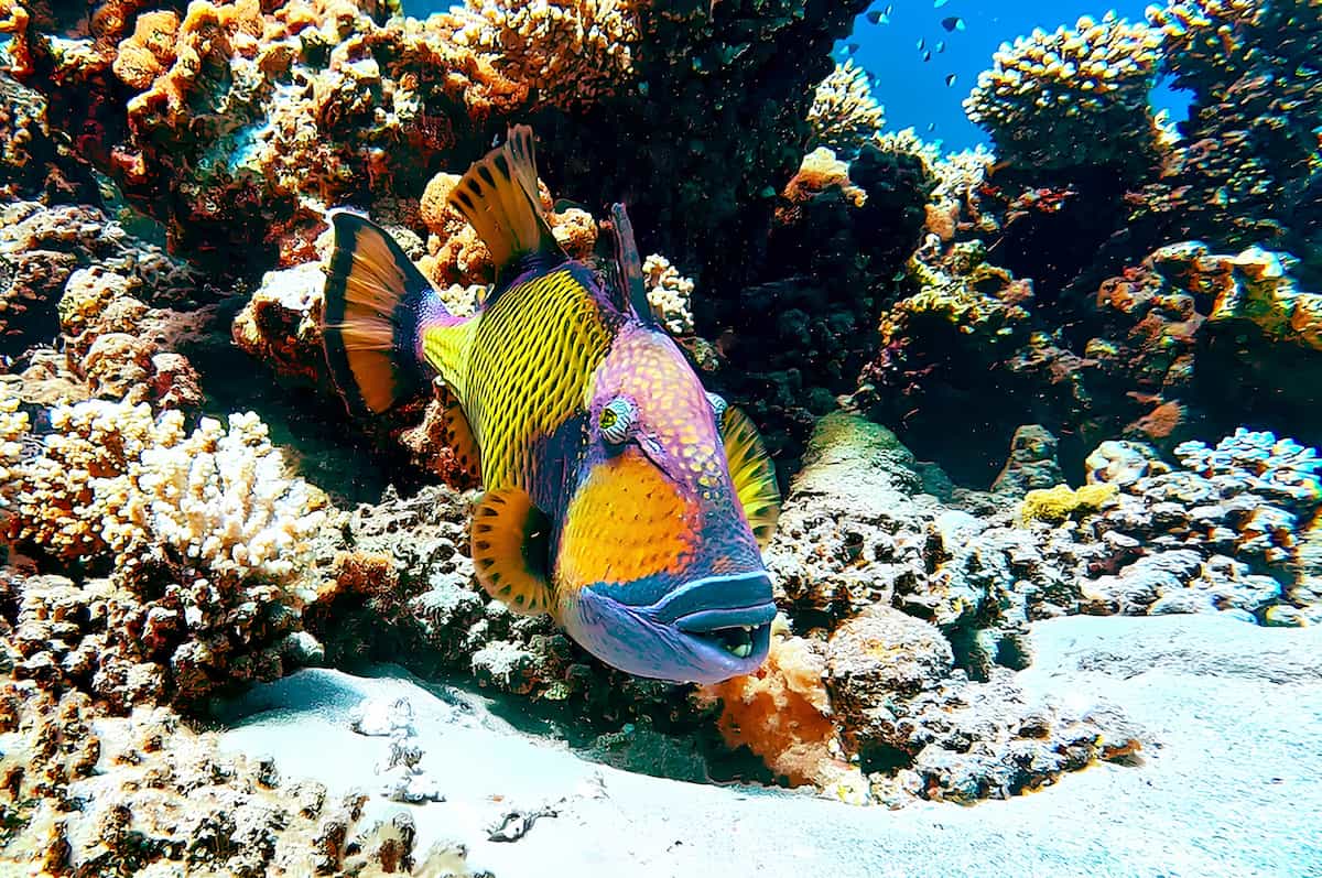 Dive Center, Abu Dabab, Egypt Dive Center, Abu Dabab, Egypt