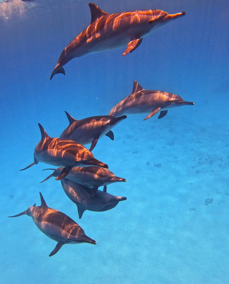 Dolphin Boat Trip, Marsa Alam Dolphin Boat Trip, Marsa Alam