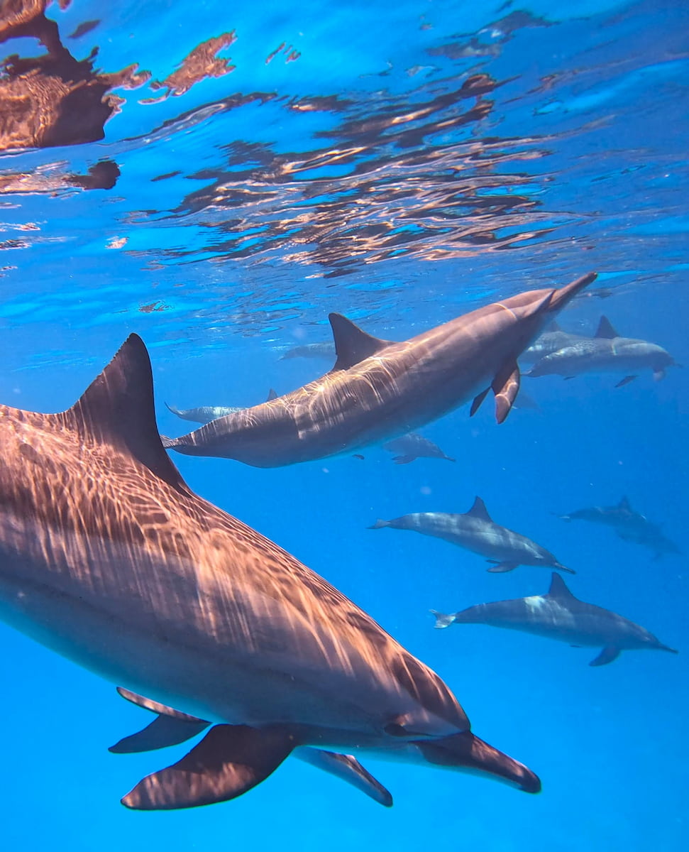 Dolphin Boat Trip, Marsa Alam Dolphin Boat Trip, Marsa Alam