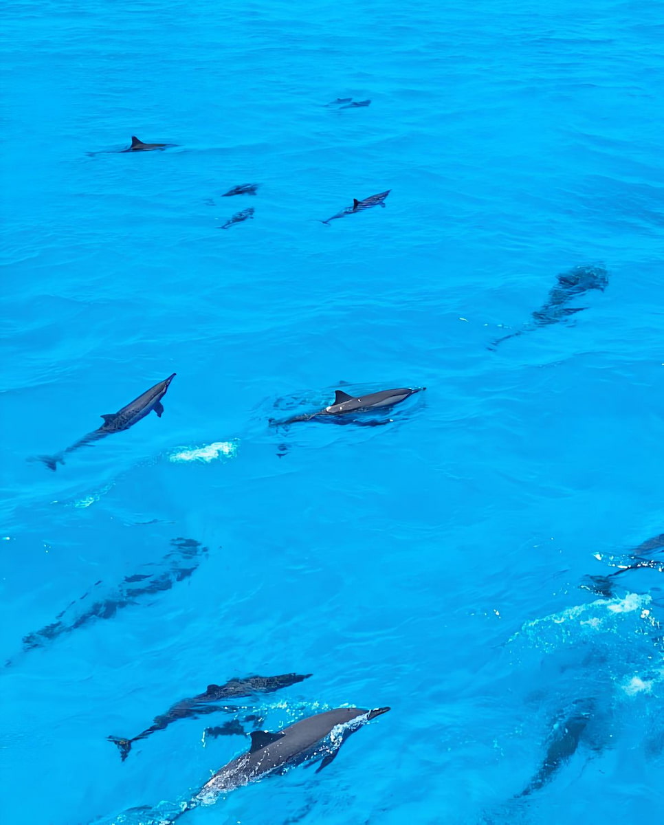 Dolphin Boat Trip, Marsa Alam Dolphin Boat Trip, Marsa Alam