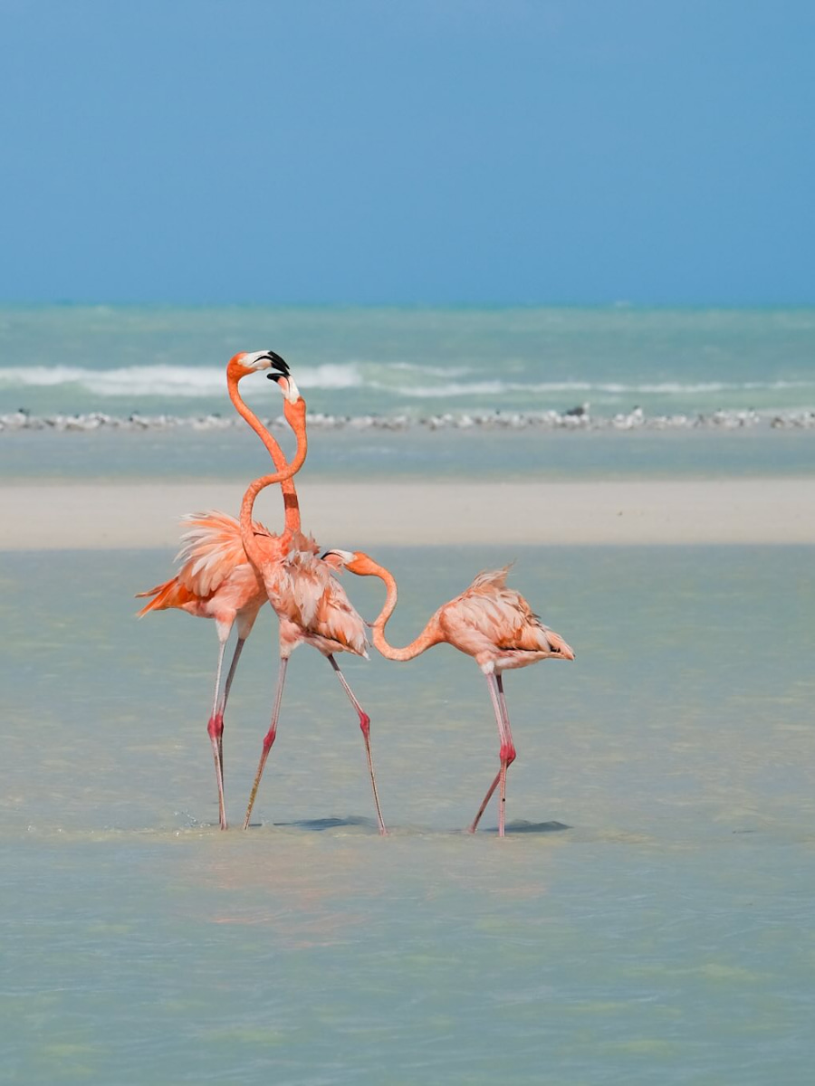 Flamingo, Holbox Flamingo, Holbox