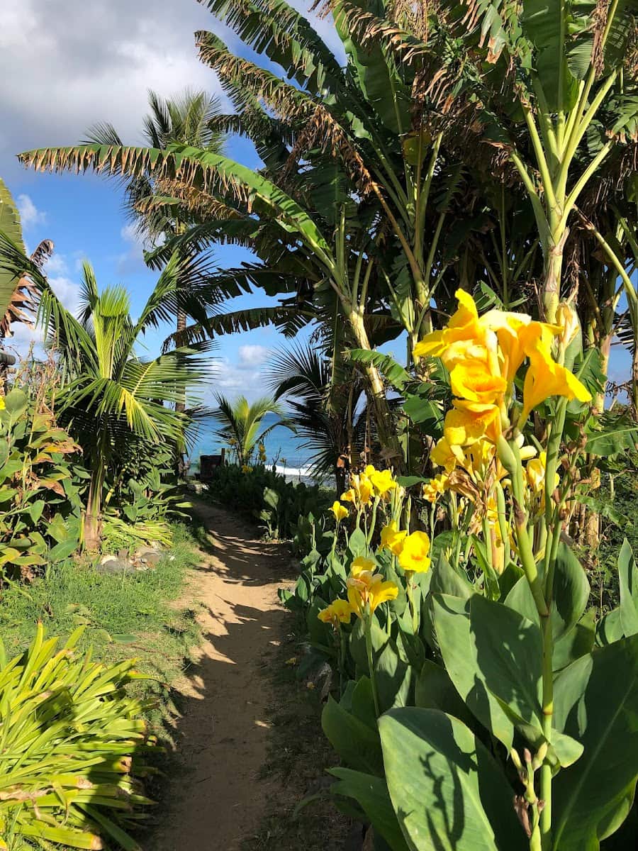 Floresta Nova, Fernando de Noronha Floresta Nova, Fernando de Noronha