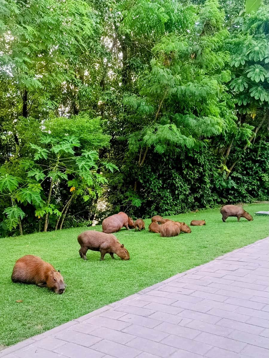 Graças, Recife Graças, Recife