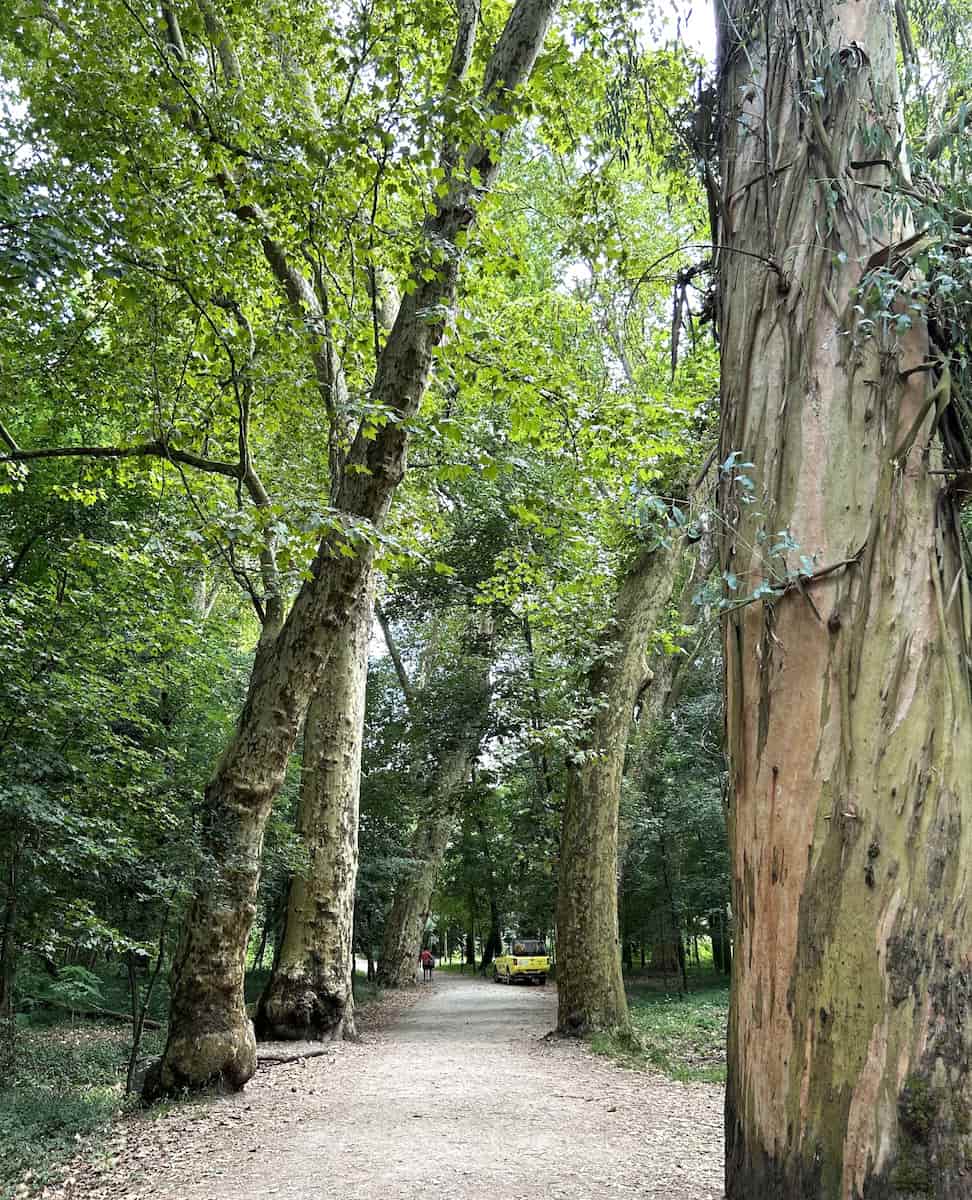 Mata do Choupal park, Portugal Mata do Choupal park, Portugal