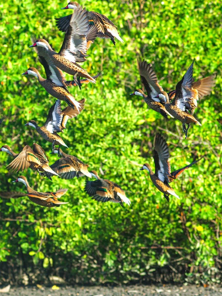 Parque dos Manguezais, Recife Parque dos Manguezais, Recife