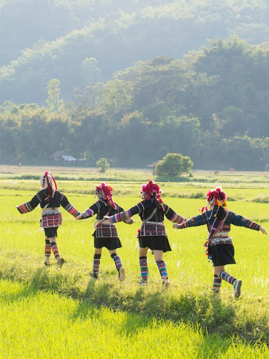 Rice Planting, Chiang Rai Rice Planting, Chiang Rai