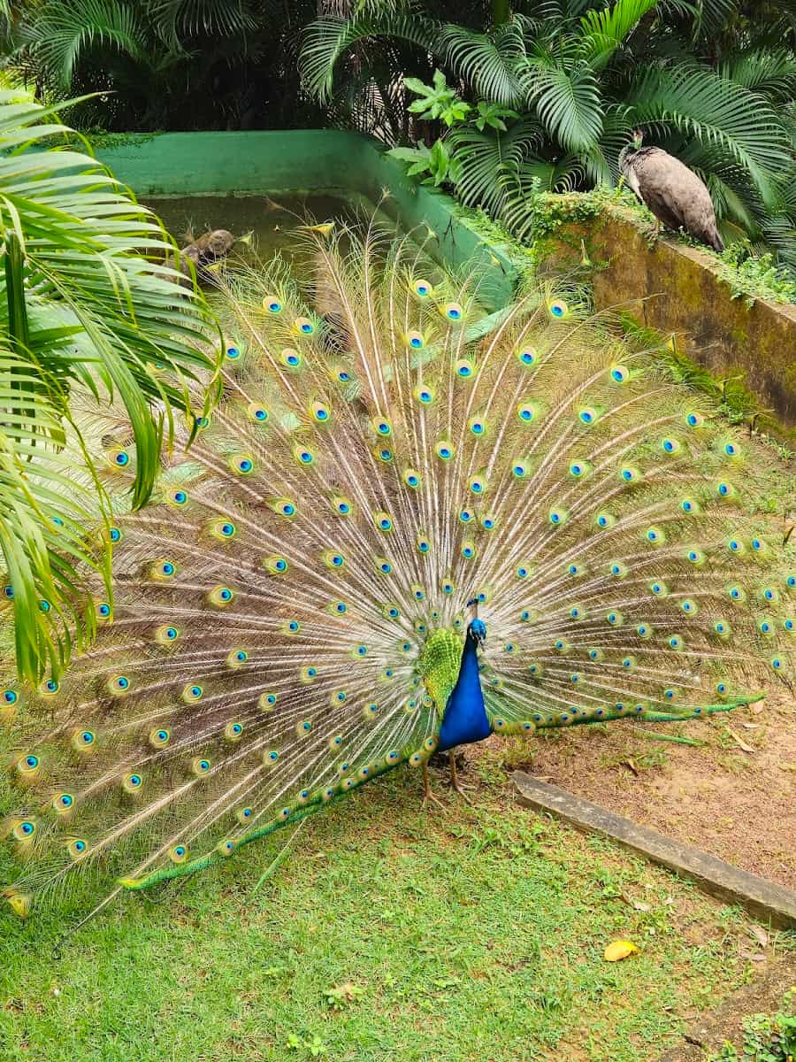 Salvador Zoo and Botanical Park, Salvador de Bahia Salvador Zoo and Botanical Park, Salvador de Bahia