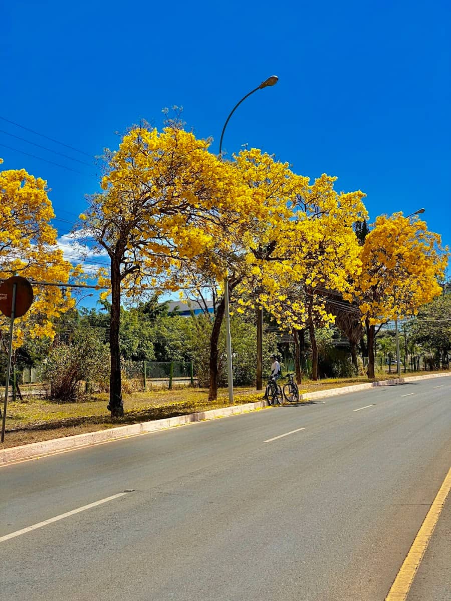 Sarah Kubitschek City Park, Brasilia Sarah Kubitschek City Park, Brasilia