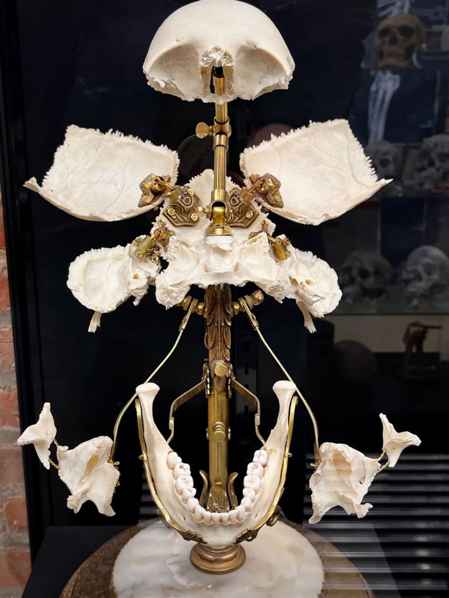 The Bone Museum, Brooklyn
