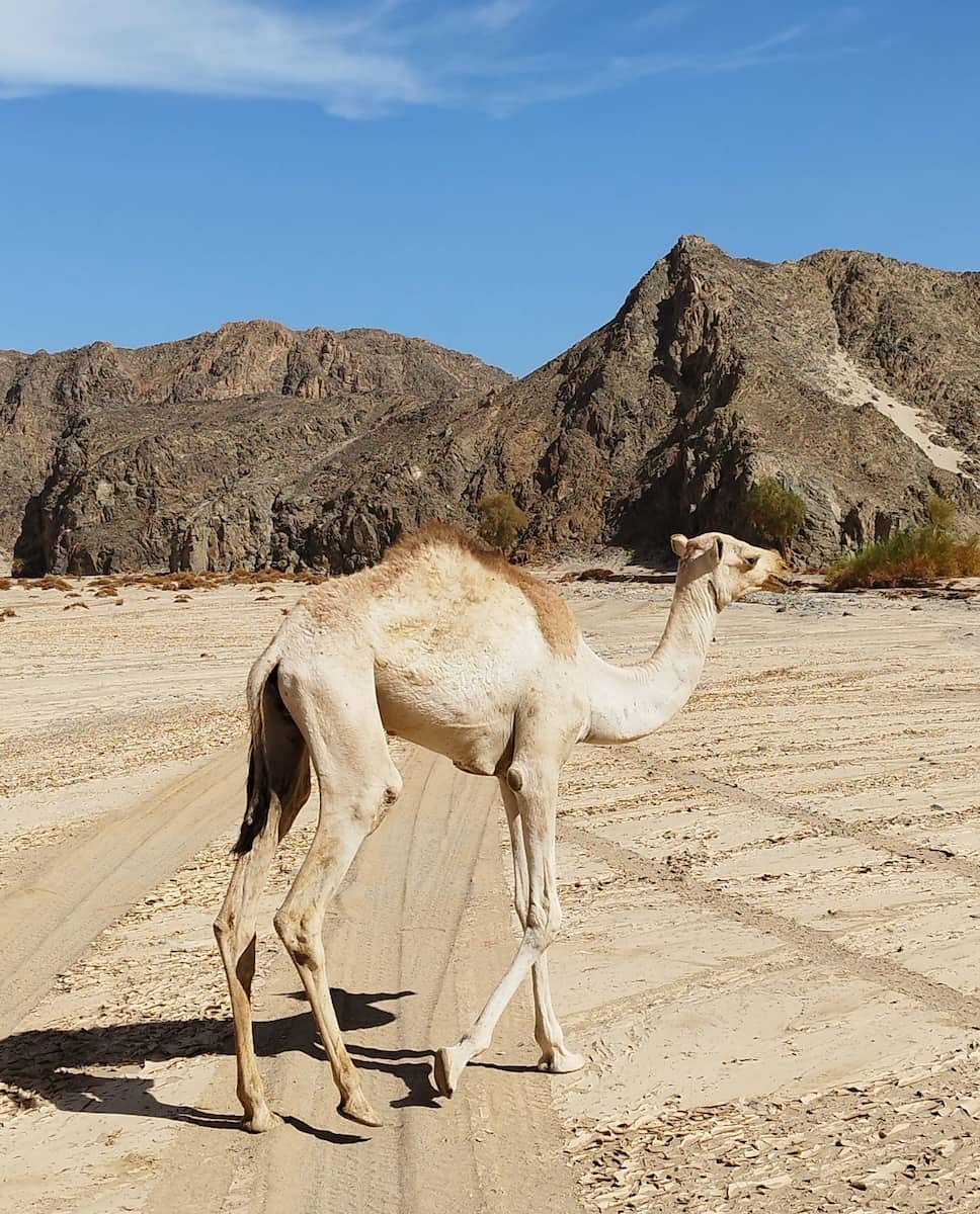 Wadi El Gemal National Park, Egypt Wadi El Gemal National Park, Egypt
