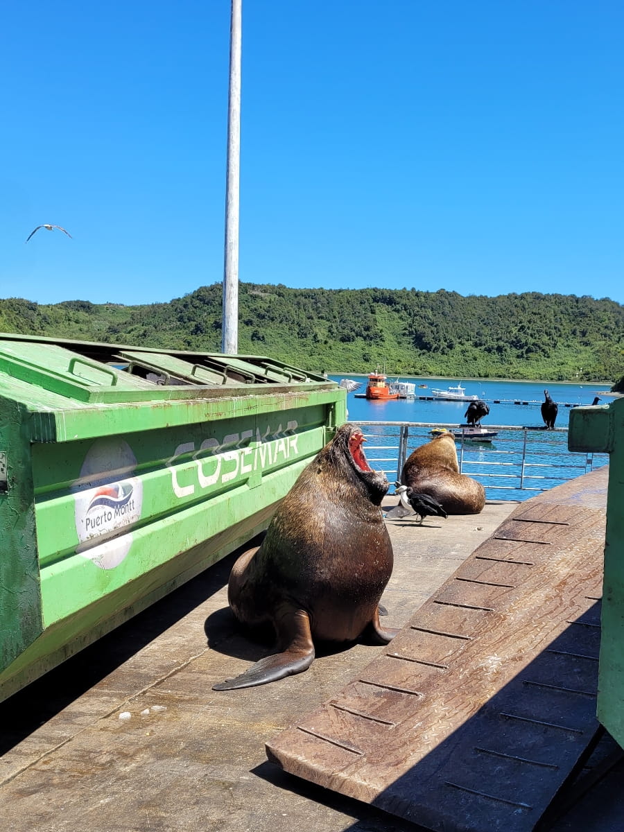 Angelmó, Puerto Montt Angelmó, Puerto Montt