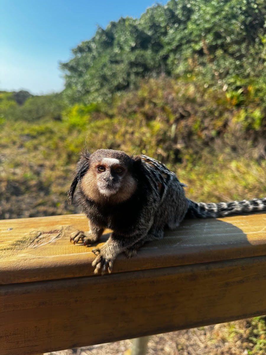 Campeche, Florianopolis Campeche, Florianopolis