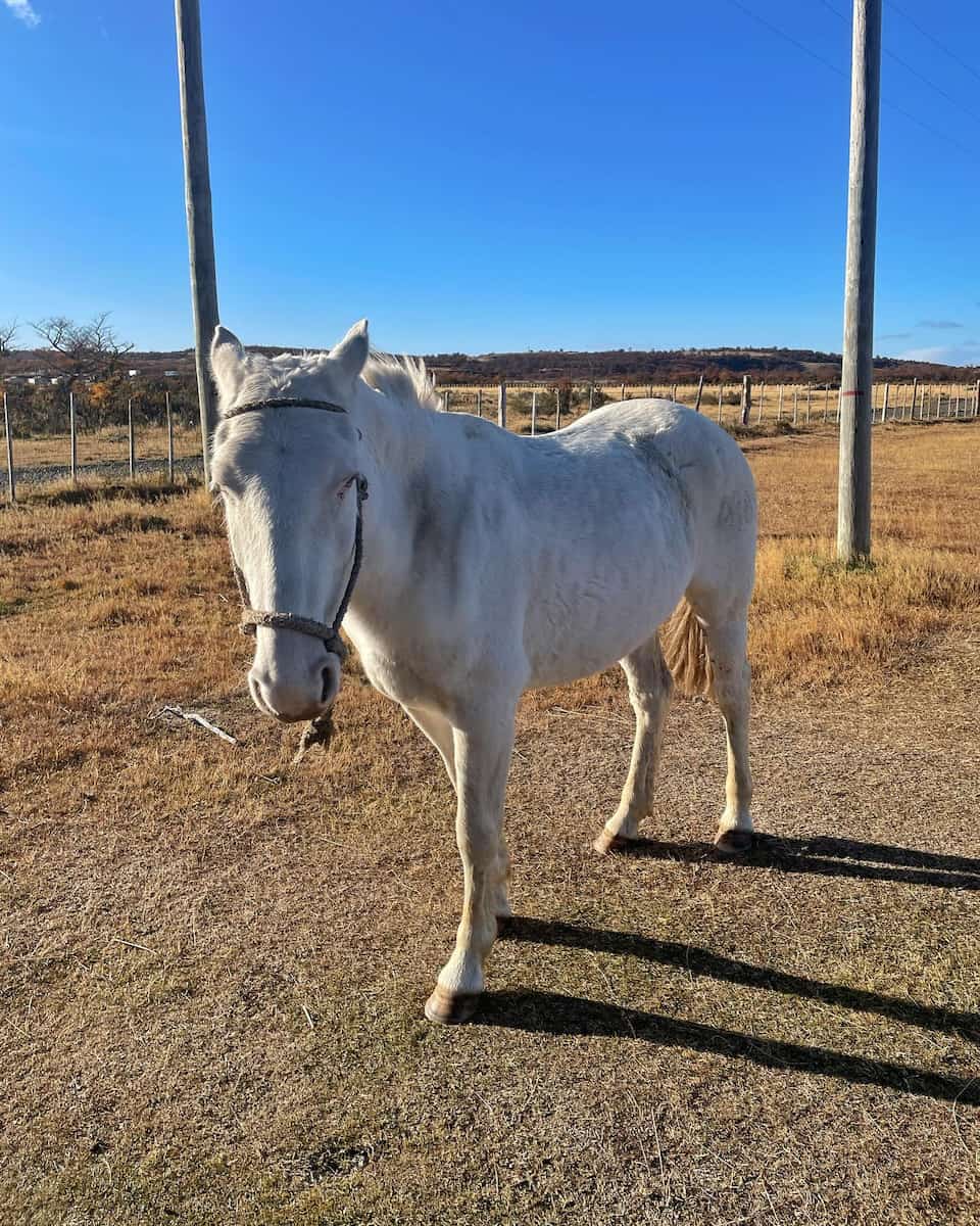 Cerro Dorotea, Puerto Natales