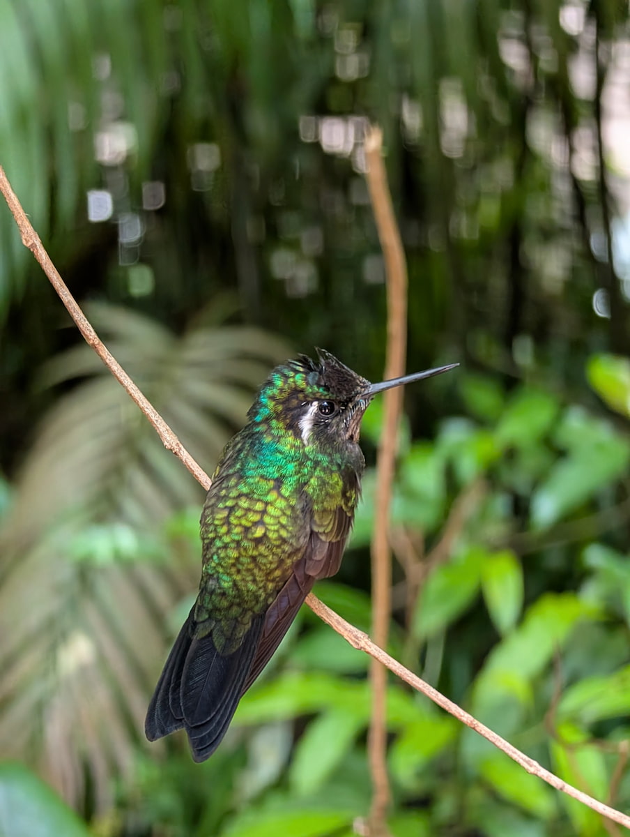 Cloud Forest Reserve, Monteverde Cloud Forest Reserve, Monteverde