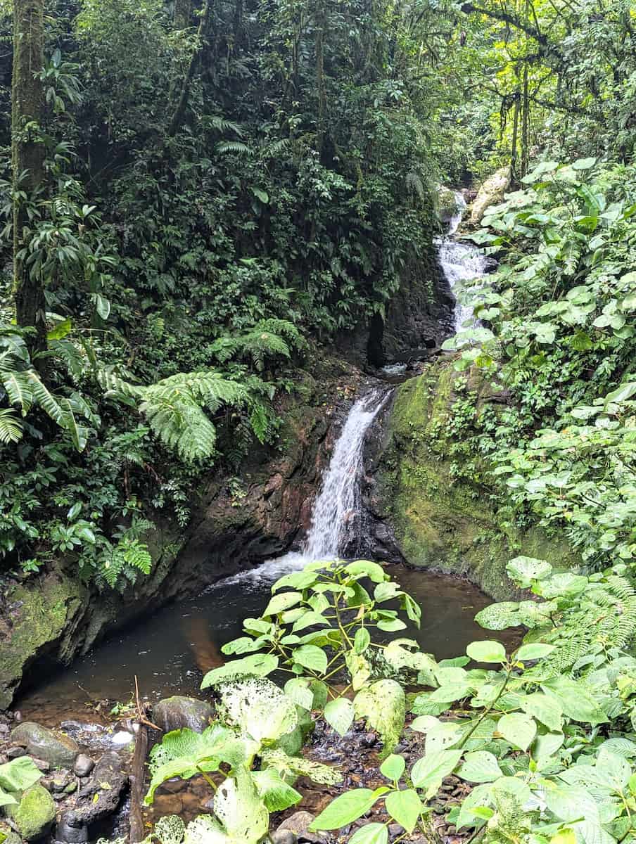 Cloud Forest Reserve, Monteverde Cloud Forest Reserve, Monteverde