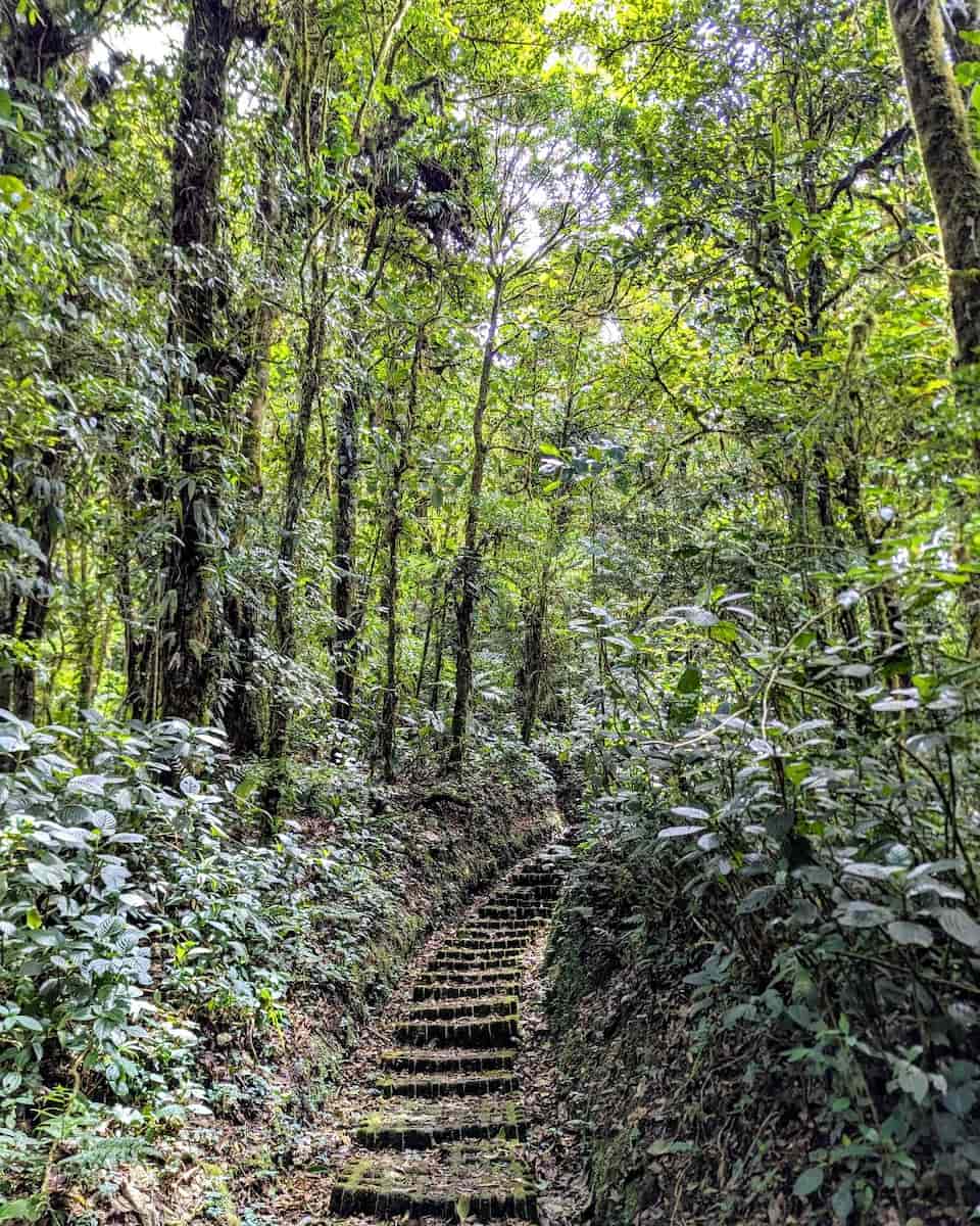 Cloud Forest Reserve, Monteverde Cloud Forest Reserve, Monteverde