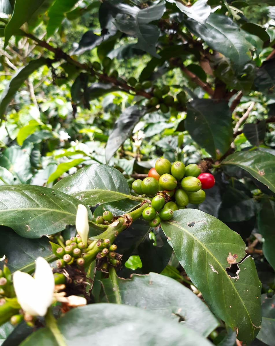 Finca Don Eduardo, Salento Finca Don Eduardo, Salento