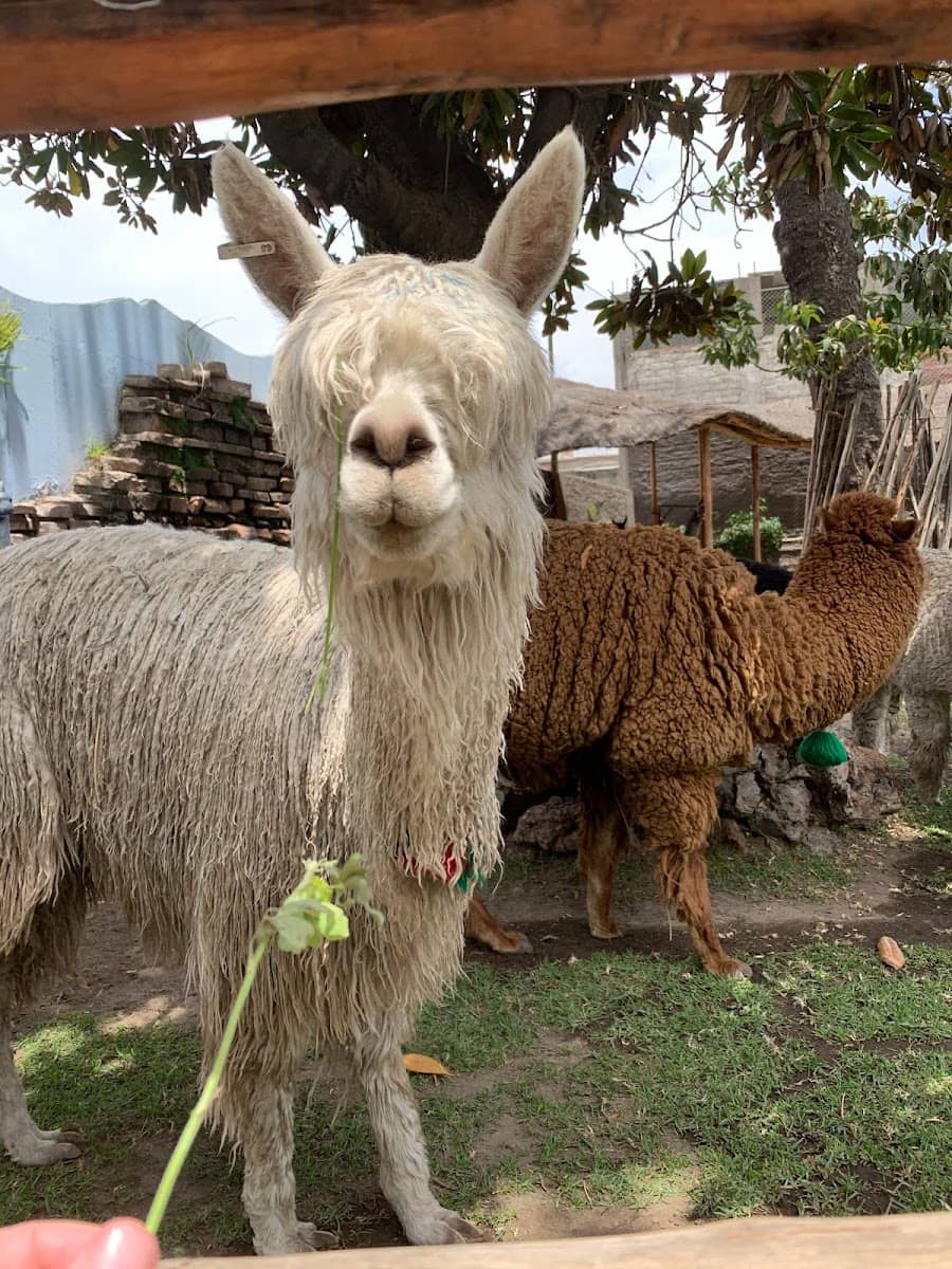 Mundo Alpaca, Arequipa Mundo Alpaca, Arequipa