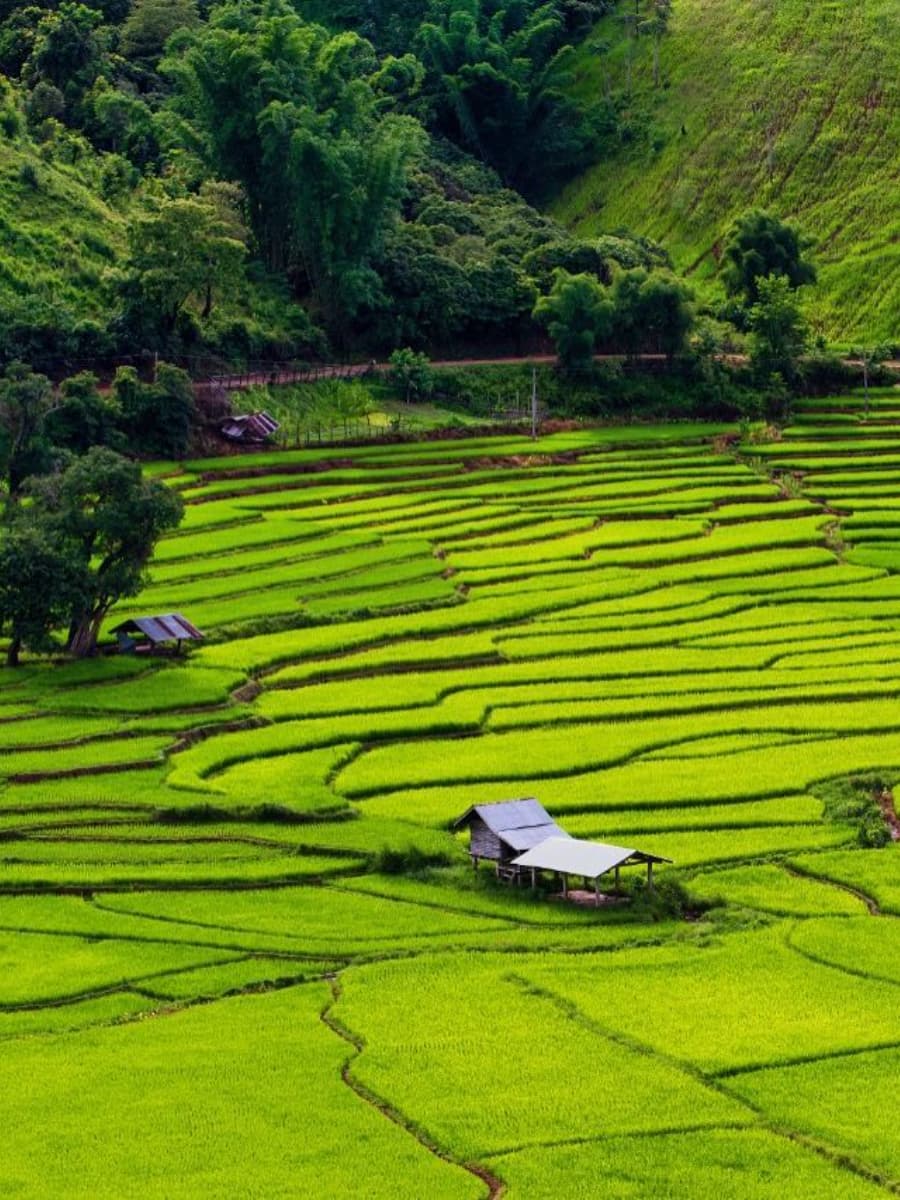 Rice Fields, Koh Yao Noi Rice Fields, Koh Yao Noi