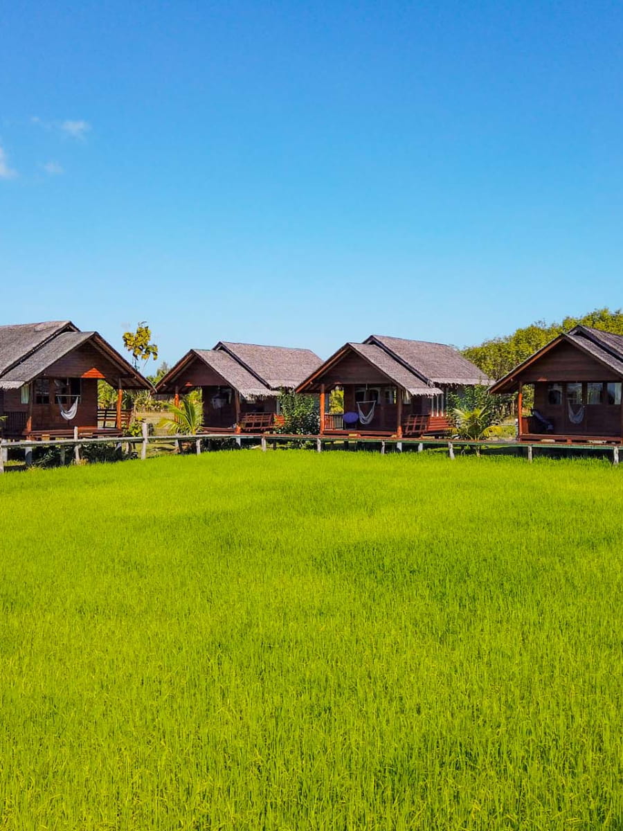 Rice Fields, Koh Yao Noi Rice Fields, Koh Yao Noi