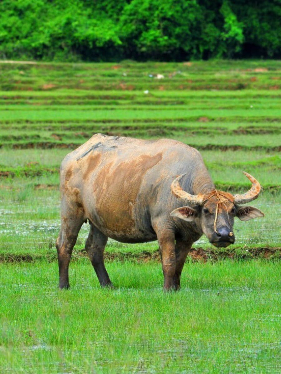 Rice Fields, Koh Yao Noi Rice Fields, Koh Yao Noi