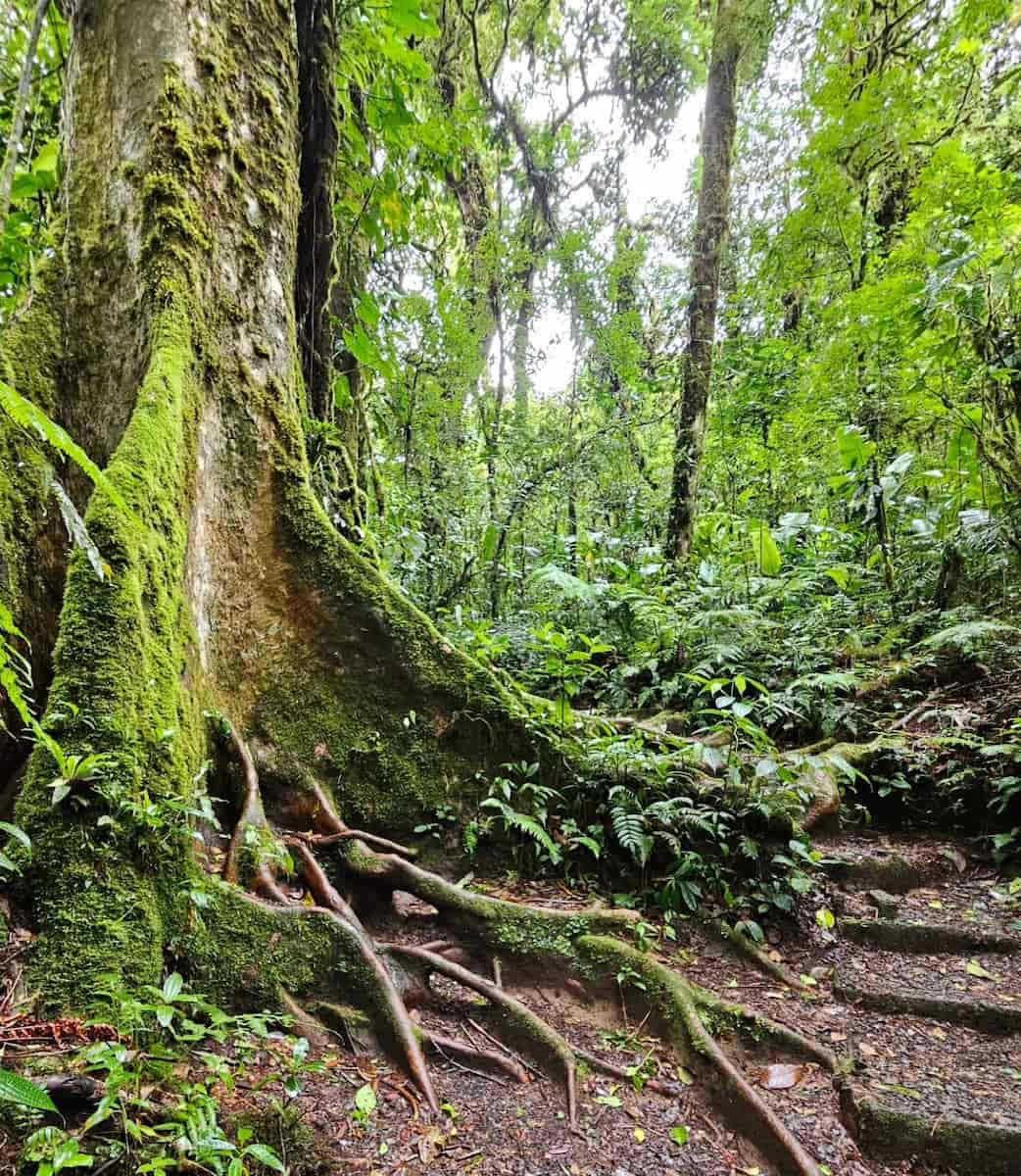 Santa Elena Cloud Forest Reserve, Monteverde Santa Elena Cloud Forest Reserve, Monteverde