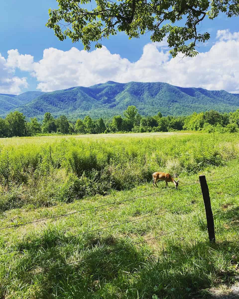 Townsend, Great Smoky Mountains Townsend, Great Smoky Mountains